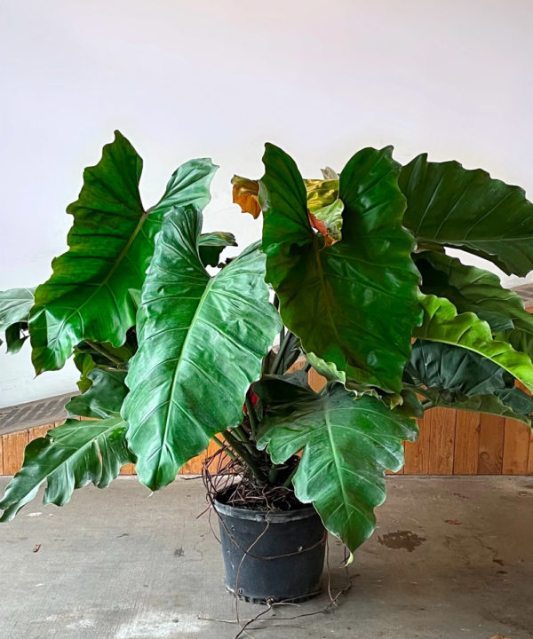 Philodendron 'Weeks Red Hybrid' - 17" Pot